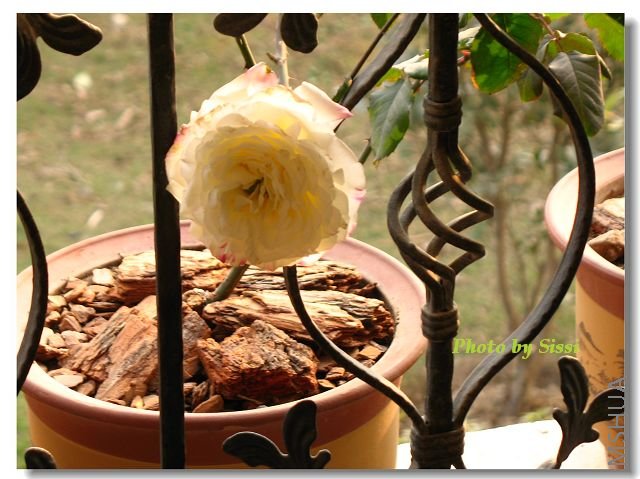 �������ˣ���˫ϲ�ĺ���Ҳ����~