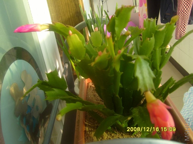 S7000396.JPG