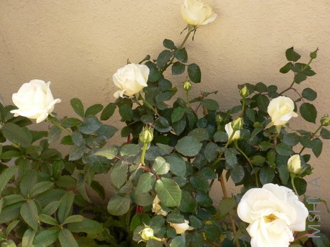 P1040271.JPG