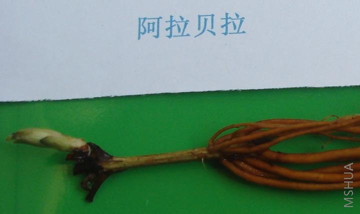 ��ţ�����arabella��������