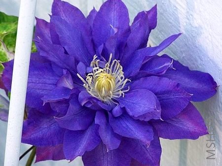 ��ţ�������Kir Te Kanawa������