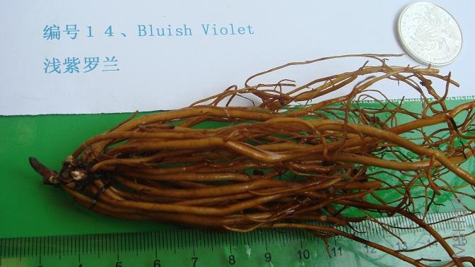 ��ţ�����Bluish Violetǳ������