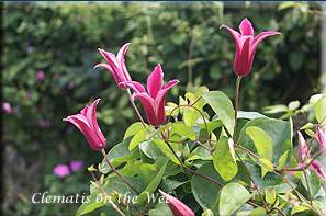 ��ţ�����PRINCESS DIANA������