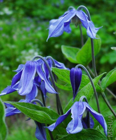 ���� Bluish Violet ���ʺ����Ե�С��Ʒ��֮һ.jpg