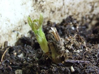 ��˶�Ķ���