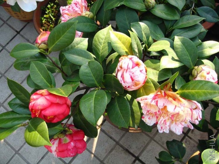 ������ 08-3-24(1).jpg