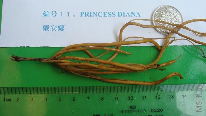 ��ţ�����PRINCESS DIANA������