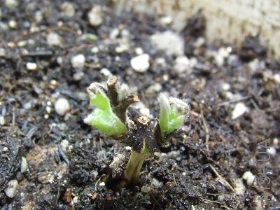 ��΢��Сһ���ѿ