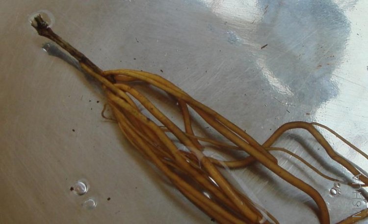 ���������ҩˮ��1-2����  2.JPG