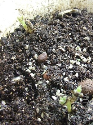 �ֵ�������ɳ�