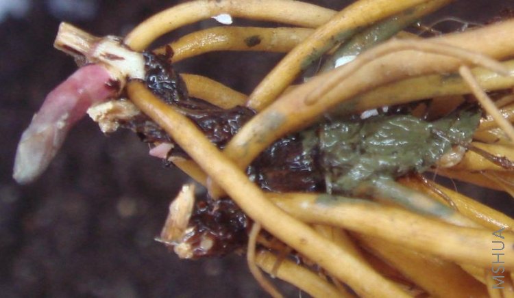 ��ţ�����Bluish Violetǳ������