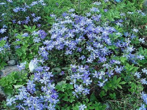 ����arabella ���ڳ���.jpg