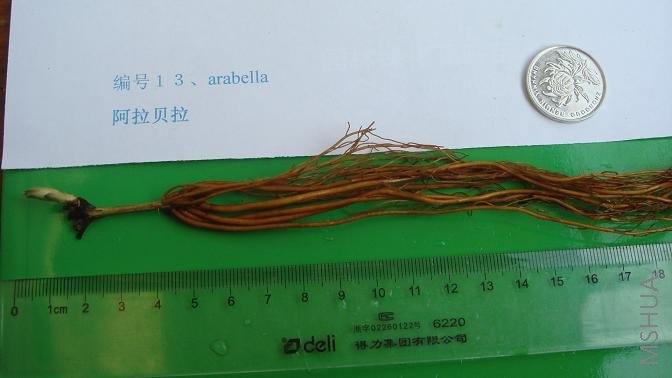 ��ţ�����arabella��������