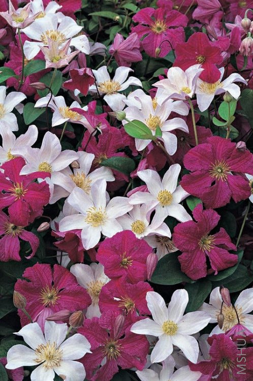 9�ţ�Ernest Markham��������2.jpg