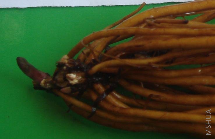 ��ţ�����Bluish Violetǳ������