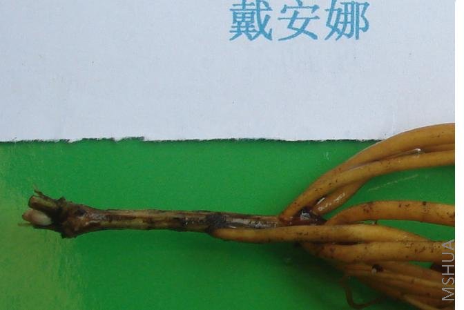 ��8��10-18���׵ĸ���һ��ѿ