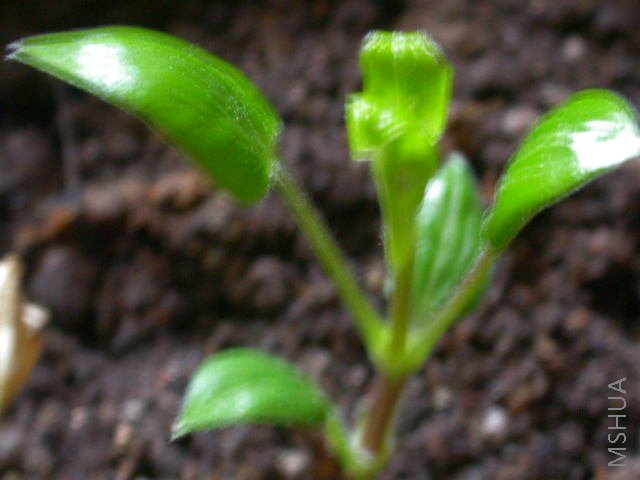 ���Ǻ���