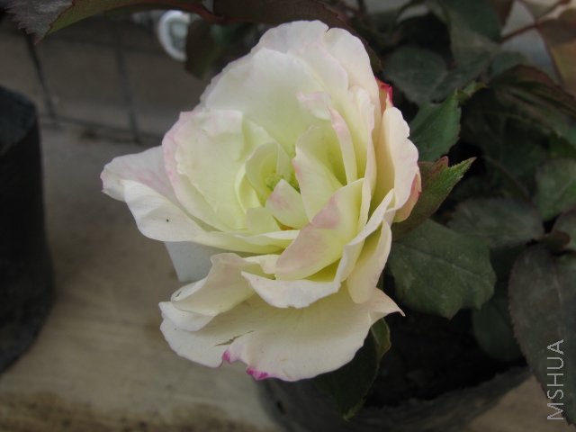 IMG_1444.JPG