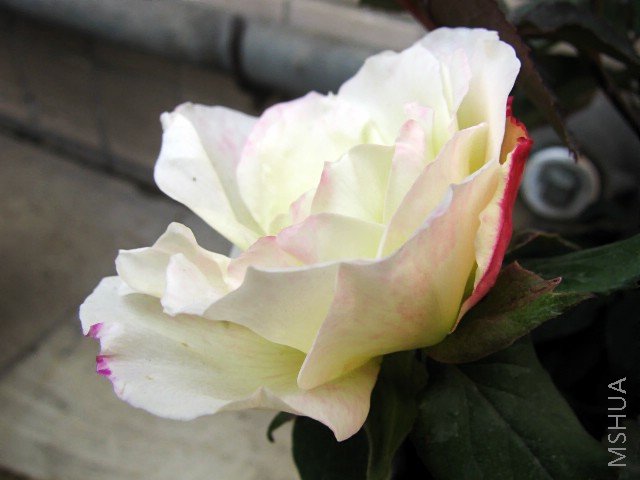 IMG_1445.JPG