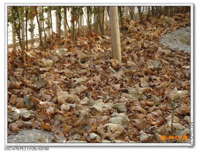 ������С DSC05617.JPG