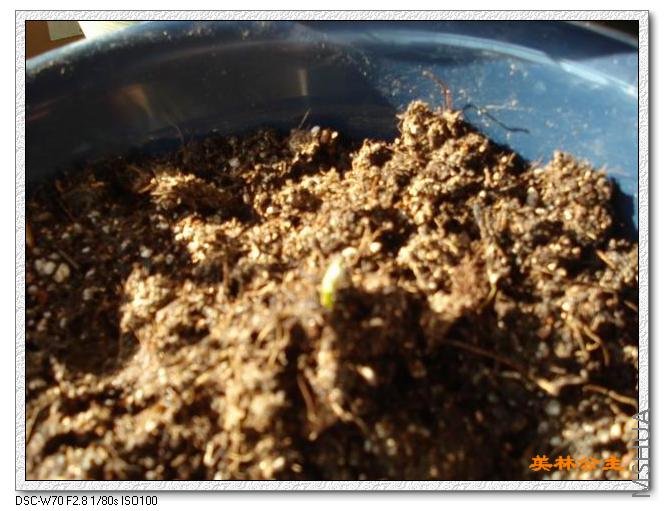 ���ǰ�������