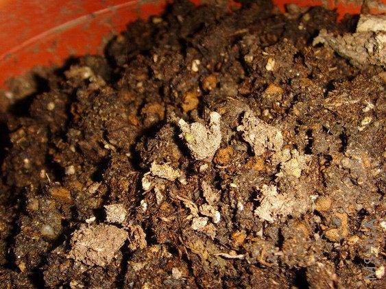 ���� SSL26787.jpg