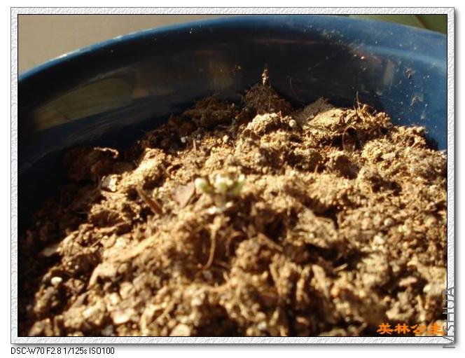 ��˹����Ů