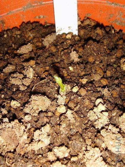 ���� SSL26782.jpg