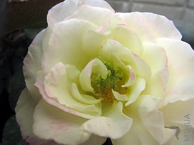 IMG_1446.JPG