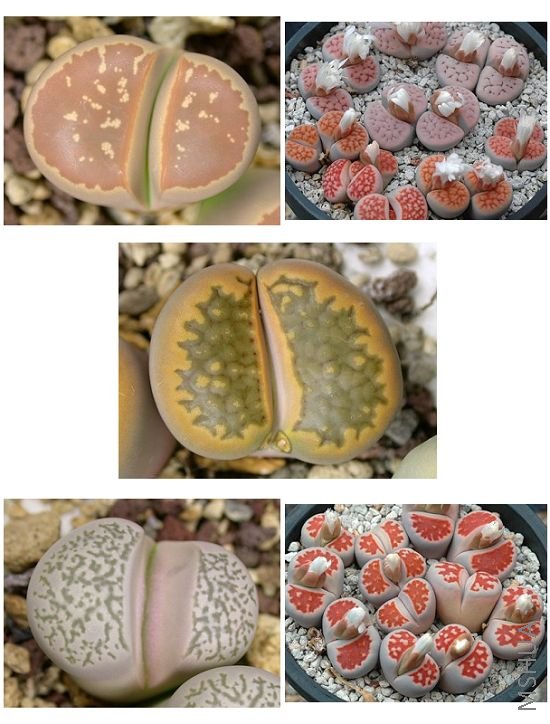 ��̸�ŵ���ʯ��