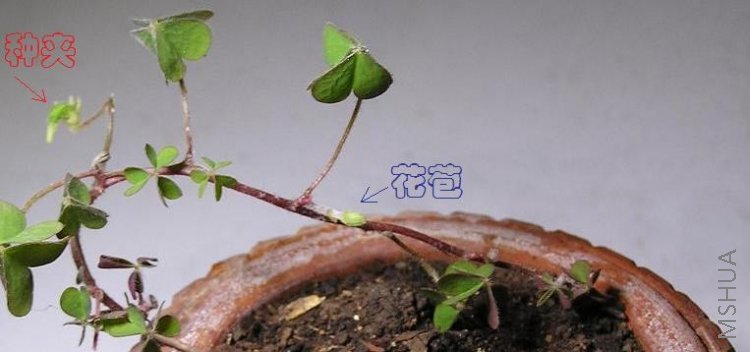 xiao zhicu wenzi.JPG