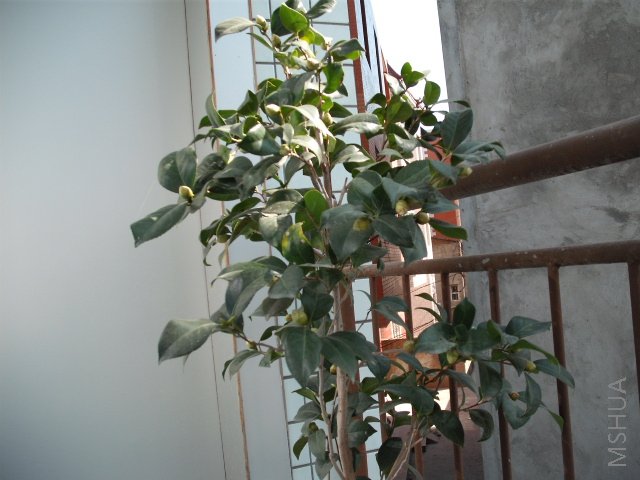 DSCF0013.jpg