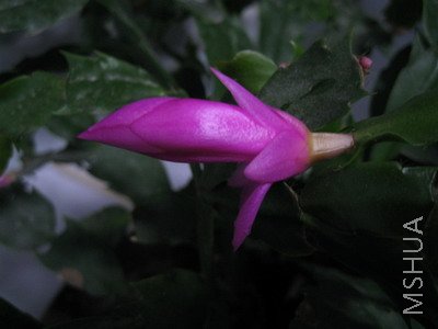 IMG_5565.JPG