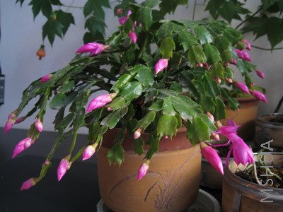 IMG_5588.JPG