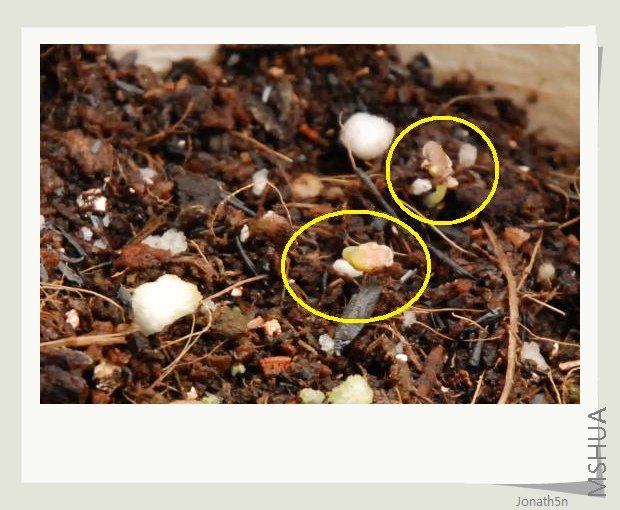 С�������û�뵽��ô���׷�ѿ����������ͺ���(*^__^*) ��������