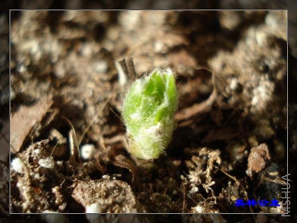 ���նյĿɰ�ģ���ǿ�����