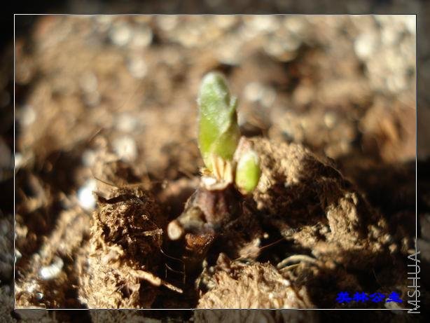 ���������İ�������