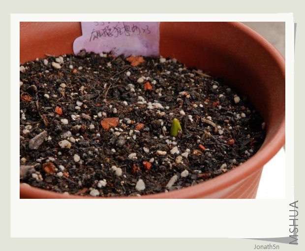 ����Сѿѿ����̽��ͷ