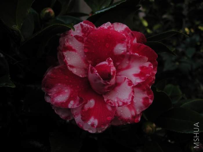 P1010005.JPG