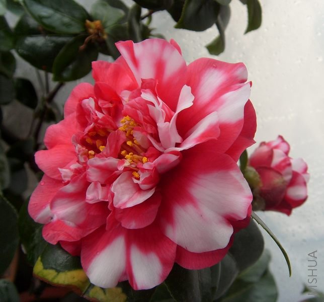 S73R1080.JPG