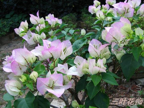 ���� IMG_0182.jpg