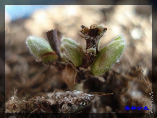 ѿͷ��������Ů����쳤�ɴ���Ů�ɣ�����