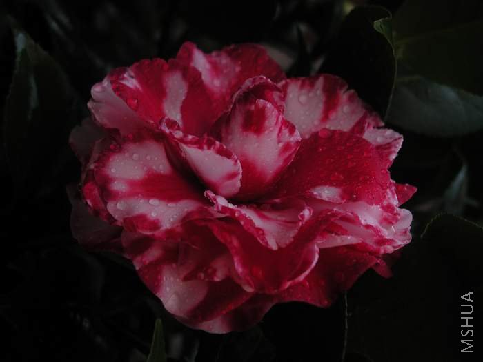 P1010008.JPG