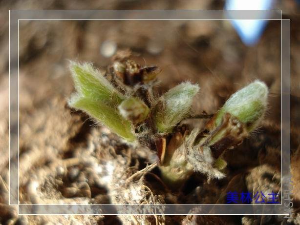 ��˹����Ů����ߵ�Ҷ�Ӻ���Ҳ�ſ���