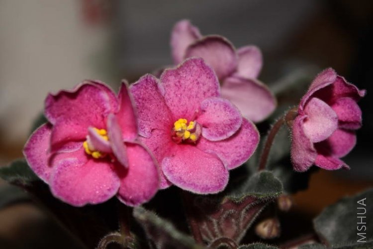 ode to beauty-58.JPG