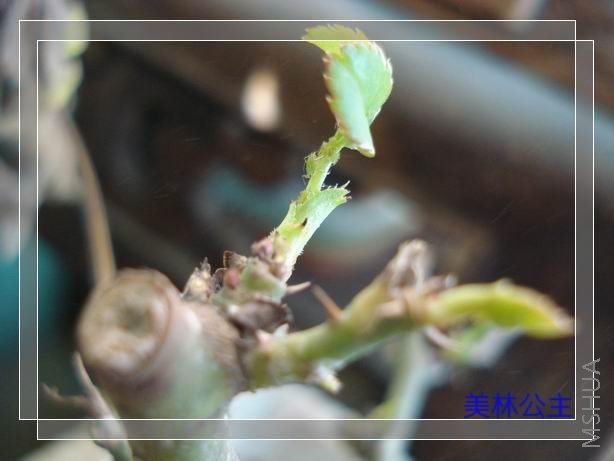 ������С DSC05653.JPG