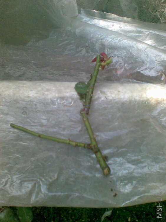 �¼����������