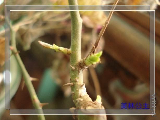 ������С DSC05652.JPG