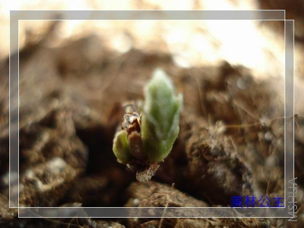 ���������仯������