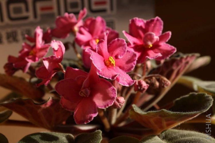 ode to beauty-66.JPG